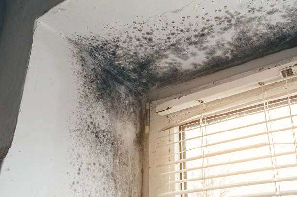 Affordable Basement Mold Remediation solutions in Rockton, PA
